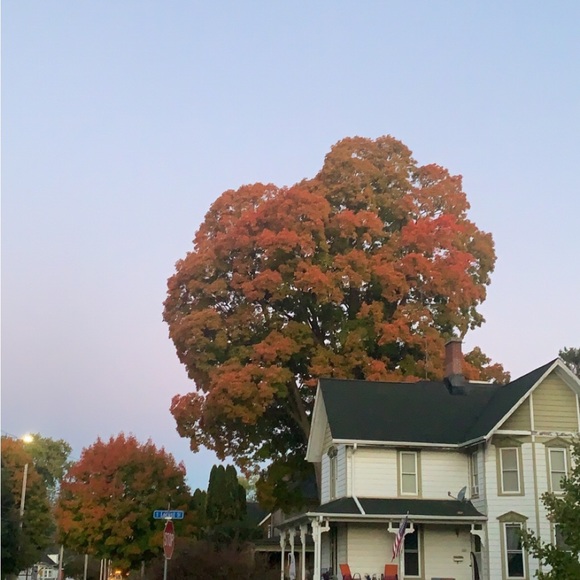 Meet your Posher, Abby - Picture 1 of 1